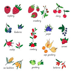 Set of garden and wild berries with a signature for the labels.