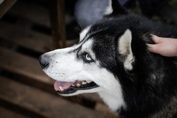 Portrait of a Cute and curious Siberian husky dog with blue eyes sits and looks in nature, Closeup