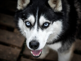 Closeup on blue eyes of a Cute beautiful dog Siberian husky, portrait