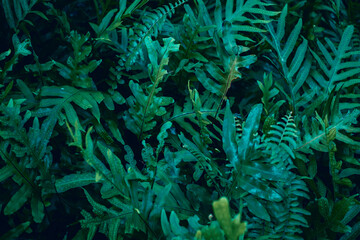 Fototapeta na wymiar Tropical Fern Bushe.Perfect natural fern pattern. Beautiful background made with young green fern leaves.