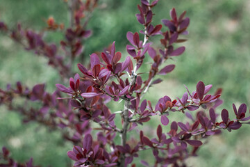 Close up on a Young bush of barberry tunberg, red leaves in the garden. Green background.