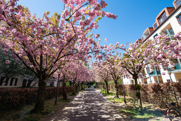 Straße in der Kirschblütenzeit in Braunschweig / Cherry Blossom