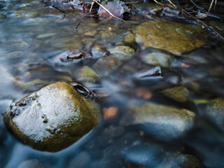 A shallow stream in the woods, softly murmuring between the rocks.