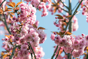 Kirschblüten / Cherry Blossom