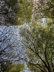 Looking up at the trees and buildings