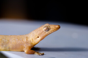Lizards are reptiles Belonging to the genus Hemidactylus