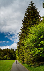 Green vibes of summer mountains forest