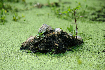 Color photo of duckweed in a swamp with a small picturesque stone islet with vegetation. Aquatic flora.