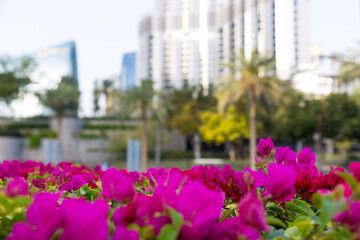 Lawn with bright red flowers on the bushes. Lawn with bright red flowers on the bushes. Against the background of the city
