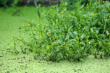Color photo of small yellow flowers with green grass and duckweed in a swamp. Aquatic flora.