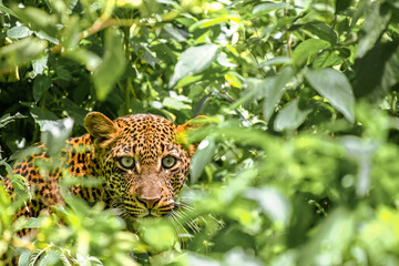 leopard hiding behind a bush © CHIRAWAT