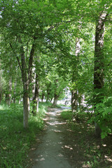 Fototapeta premium path in the forest