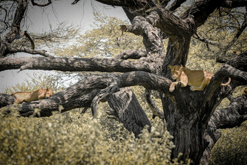 Tree climbing lion
