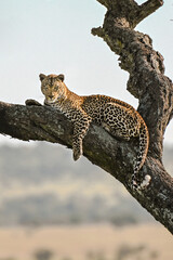 Leopard on a tree