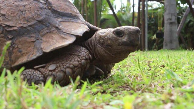 An old tortoise (not a turtle) slowly walking on the grass in Durban, South africa