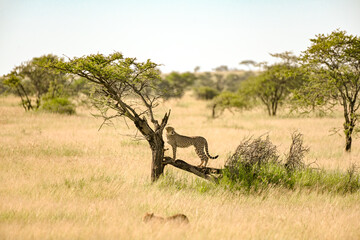 Cheetah ready for hunting