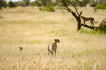 Cheetah ready for hunting