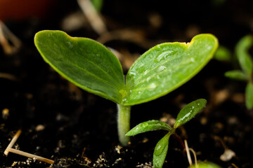 plants grow in the ground
