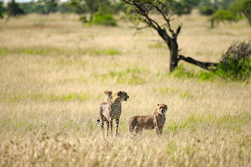 Cheetah ready for hunting