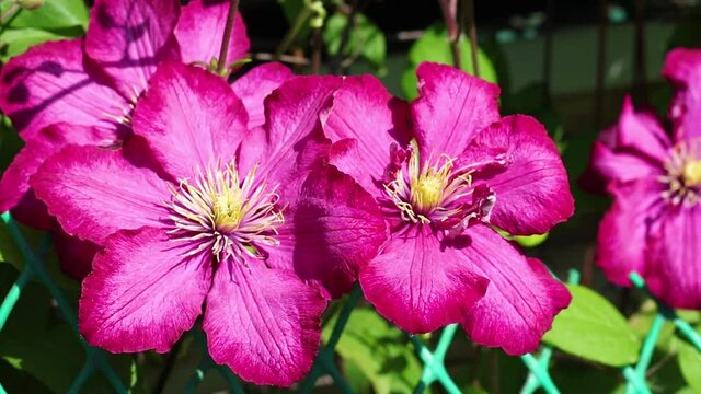 Blooming Clematis. The wind rustles with large pink clematis flowers. (Clematis Ville de Lyon). Hd video