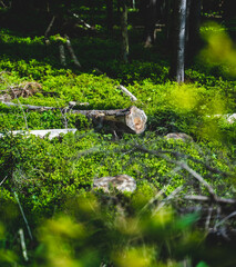 Green vibes of summer mountains forest