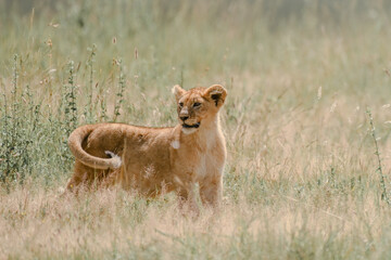 Lion cub looking for its mother