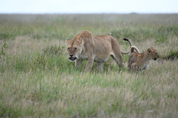 Naklejka premium lioness and her cub