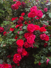 Rose flower isolated on white background with clipping path
