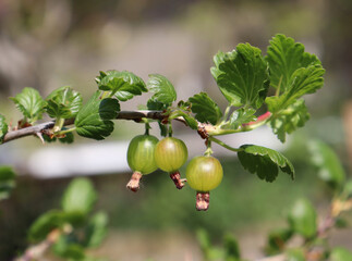 green gooseberries 