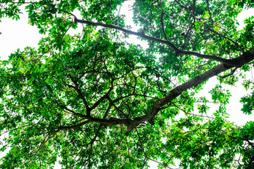 Close-up view of the old and big tree, from down to the treetop with green leaves