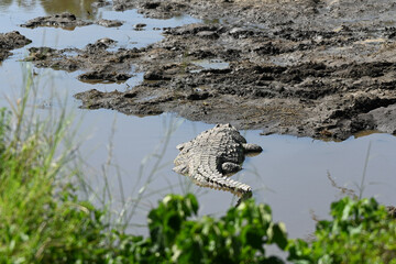 crocodile in a river