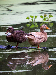 Paris Mottled Duck birds with water reflation .Selective focus. Shallow depth of field. Background blur.
