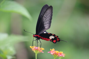 butterfly on a flower