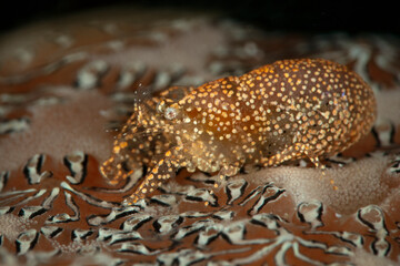 Fototapeta na wymiar Ascidian Shrimp (Periclimenaeus sp). Underwater macro photography from Romblon, Philippines 