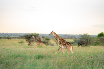 giraffe in the serengeti national park