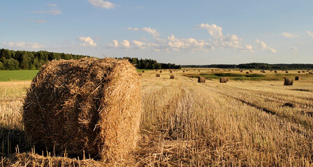 collected in a field of hay against the blue sky