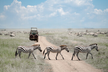 Zebras crossing road in Serengeti 