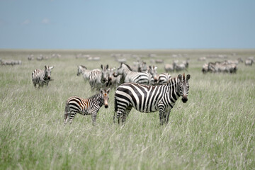 Fototapeta na wymiar zebras in the serengeti