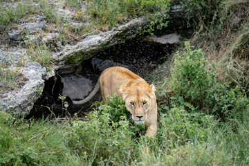 Lioness ambushing for its prey