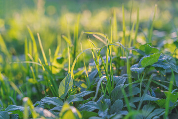 green grass background,blurry background