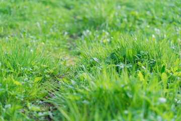Fototapeta na wymiar green grass background,blurry background