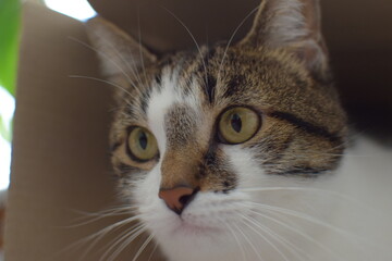 portrait of a cat