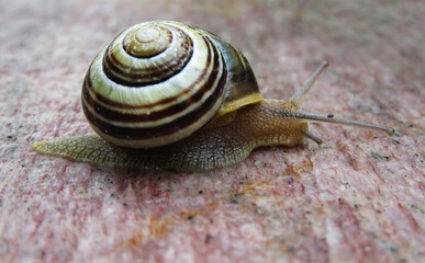 striped snail on the ground