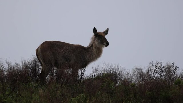 A group of waterbucks in the grass in the Isimangaliso National Park in Southafrica