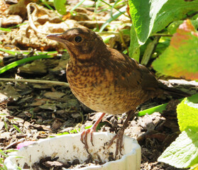 young common blackbird sitting on a bowl