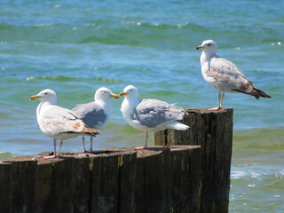 seagulls on the beach, sitting on groan
