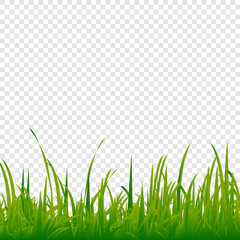 Green grass Spring or summer grass lawn. Photo realistic grass on a transparent background.