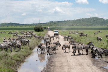 Fototapeta na wymiar Zebras crossing road in Serengeti 
