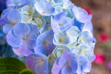 Blue Hydrangea macrophylla flower isolated on white background