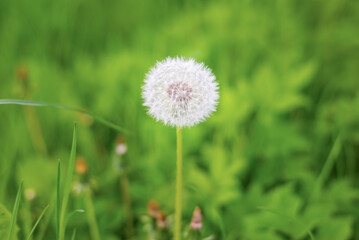 white dandelion among green grass